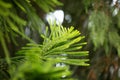 Chilean araucaria. Green branches of a coniferous tree