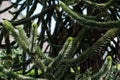 Chilean araucaria green fir tree