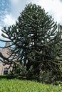 Chilean araucaria green fir tree