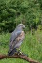 Chilean Blue Eagle Royalty Free Stock Photo