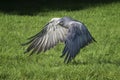 a chilean blue eagle in flight