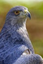 Aguja or Chilean blue eagle Geranoaetus melanoleucus Royalty Free Stock Photo
