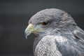 The Chilean Blue Eagle (Geranoaetus melanoleucus). Royalty Free Stock Photo
