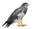 Chilean blue eagle - Geranoaetus melanoleucus Royalty Free Stock Photo