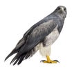 Chilean blue eagle - Geranoaetus melanoleucus Royalty Free Stock Photo