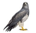 Chilean blue eagle - Geranoaetus melanoleucus