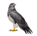 Chilean blue eagle - Geranoaetus melanoleucus Royalty Free Stock Photo