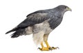 Chilean blue eagle - Geranoaetus melanoleucus Royalty Free Stock Photo