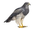 Chilean blue eagle - Geranoaetus melanoleucus Royalty Free Stock Photo