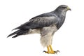 Chilean blue eagle - Geranoaetus melanoleucus Royalty Free Stock Photo