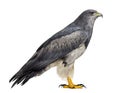 Chilean blue eagle - Geranoaetus melanoleucus