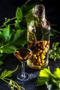 Chilean brandy aguardiente with whole bunch of grapes inside bottle Royalty Free Stock Photo