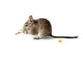 Chilean degu squirrel eating snack, closeup Royalty Free Stock Photo