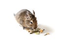 Chilean degu squirrel eating snack, closeup Royalty Free Stock Photo