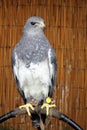 A Chilean Eagle Geranoaetus Melanoieucus belonging to a falconer, with leather jesses attaching its talons to the perch Royalty Free Stock Photo