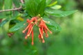Chilean fire tree (embothrium coccineum Royalty Free Stock Photo