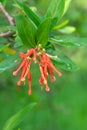 Chilean fire tree (embothrium coccineum Royalty Free Stock Photo