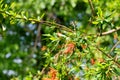 Chilean fire tree (embothrium coccineum Royalty Free Stock Photo