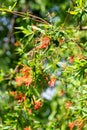 Chilean fire tree (embothrium coccineum Royalty Free Stock Photo