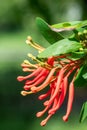 Chilean fire tree (embothrium coccineum Royalty Free Stock Photo