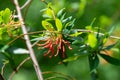 Chilean fire tree (embothrium coccineum Royalty Free Stock Photo