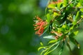Chilean fire tree (embothrium coccineum Royalty Free Stock Photo