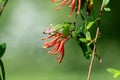 Chilean fire tree (embothrium coccineum Royalty Free Stock Photo