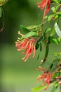 Chilean fire tree (embothrium coccineum Royalty Free Stock Photo