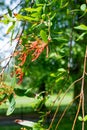 Chilean fire tree (embothrium coccineum Royalty Free Stock Photo