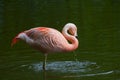 Chilean Flamingo Royalty Free Stock Photo