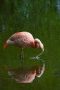 Chilean Flamingo Royalty Free Stock Photo