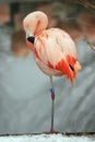 Chilean Flamingo Royalty Free Stock Photo