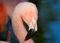 Chilean Flamingo Royalty Free Stock Photo