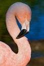 Chilean Flamingo Royalty Free Stock Photo