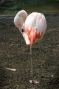 Chilean Flamingo Royalty Free Stock Photo