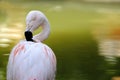 Chilean flamingo Royalty Free Stock Photo