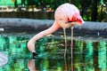 Chilean Flamingo. Bird and birds. Water world and fauna. Wildlife and zoology Royalty Free Stock Photo