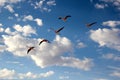 Flamingo Bird Watching Royalty Free Stock Photo