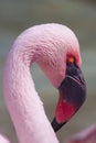 Chilean Flamingo closeup Royalty Free Stock Photo