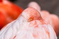 Chilean flamingo closeup Royalty Free Stock Photo