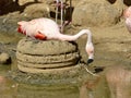 Chilean flamingo on its nest Royalty Free Stock Photo