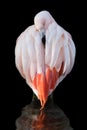 Chilean Flamingo IX Royalty Free Stock Photo