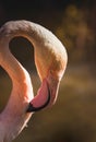 Chilean flamingo in the morning light. Poetic Bird Portrait.