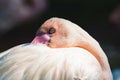 Chilean flamingo in the morning light. Poetic Bird Portrait.