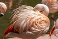 A Chilean flamingo, Phoenicopterus chilensis at Jersey zoo