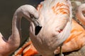 A Chilean flamingo, Phoenicopterus chilensis at Jersey zoo