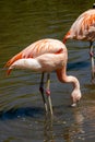 A Chilean flamingo, Phoenicopterus chilensis at Jersey zoo