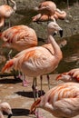 A Chilean flamingo, Phoenicopterus chilensis at Jersey zoo