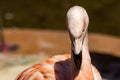 A Chilean flamingo, Phoenicopterus chilensis at Jersey zoo