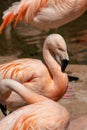 A Chilean flamingo, Phoenicopterus chilensis at Jersey zoo